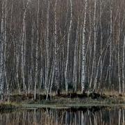 Ножкин Я В Весеннем Лесу Караоке