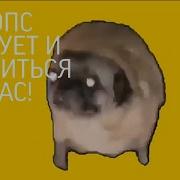 Я Гонщик Нелегальный