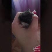 Какой Же Ты Сука Мягкий