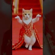 Cut Cat Dance