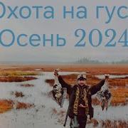 Охота На Гуся 2020