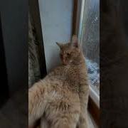 В Субботу Кот Не Ходит На Работу