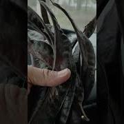 А На Зуб Ростки Акация