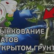 Пасынковать