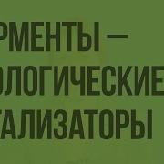 Ферменты Белков Видеоурок По Биологии 10 Клас