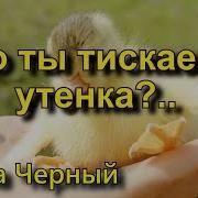 Саша Черный Что Ты Тискаешь Утенка Стихотворение