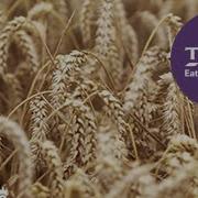 Grain