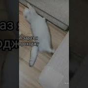 Меме Здрасте Здрасьте