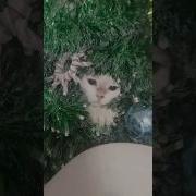 Подсказать Что То Женщина Нужна Подсказка