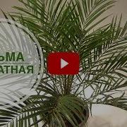 Комнатный Цветок Пальма Уход