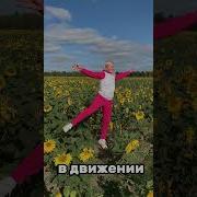 Подсолнухи Выходной