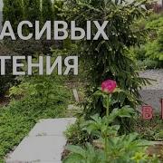 Красивые Цветы Видео