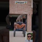 Реаксия Лудей На Качков