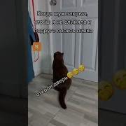 Вова Открой Дверь