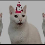 Happy Birthday To You Cat