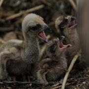 Mama Bird Takes Care Of Her Babies