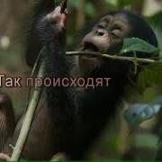 Песня Чудеса Минус