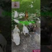 Утки Караоке