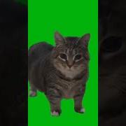 Кот Грузится Мем Скачать