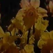 Варус Видео Реклама