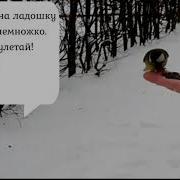 Раухвергер Птичка