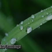 Reed Mathis Here Come The Raindrops