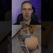 Собака И Кошка