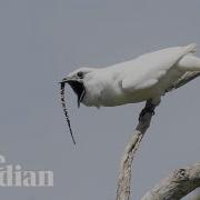 イースタンヴォーカル 鳥