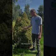 Коника