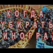 Поспевает Виноград