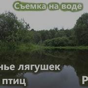 Пение Лягушек На Пруду