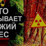 Что Скрывает Рыжий Лес
