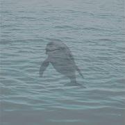 Dolphin Splash It When I Whip It Shamana
