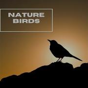 Mother Nature Relaxing Nature Sounds Collection