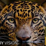 Wild Animals 120Fps 4K