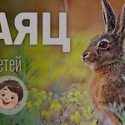 Детям Про Заяц