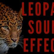 Leopard Sound Effect