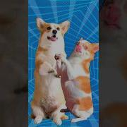 Doge Dancing Meme