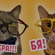 Если Бы Котики Ходили В Школу Музыка