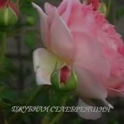 3 Живые Розы Японский Саксофон