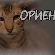 Коты Ориенталы Видео