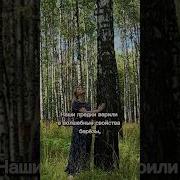 Волшебные Свойства Берёзы