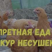 Шим Петух И Наседка