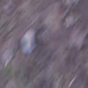 Видео Секса Ебли Собаки Человека