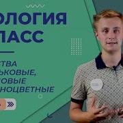 Параграф 26 Биология 6 Класс