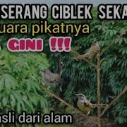 Pikat Ciblek Liar Jaminan Langsung Lengket