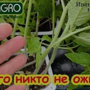 Легкий Способ
