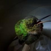 Sleeping Hummingbird