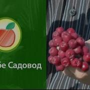 Про Рябину
