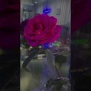 А Любовь Как Роза С Шипами